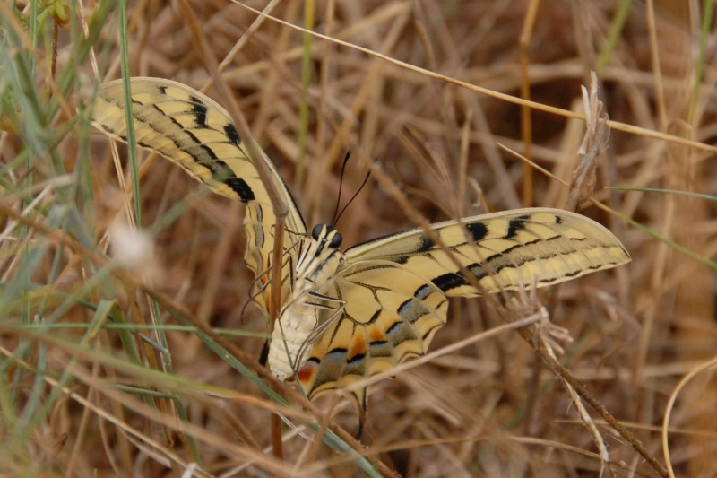 PapillonsJLB1.jpg