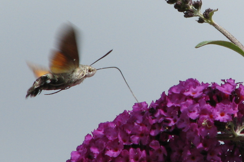 PapillonSM1.JPG