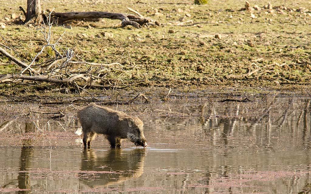 sanglier-etang-s_DSC0637.jpg