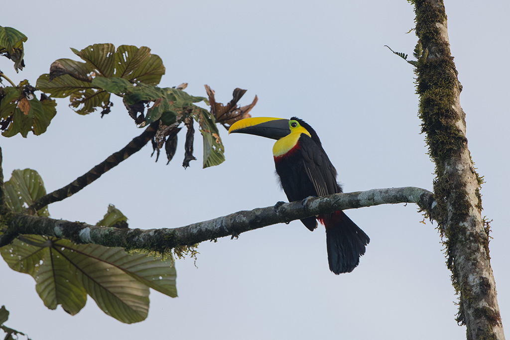 76-Toucan du choco.jpg