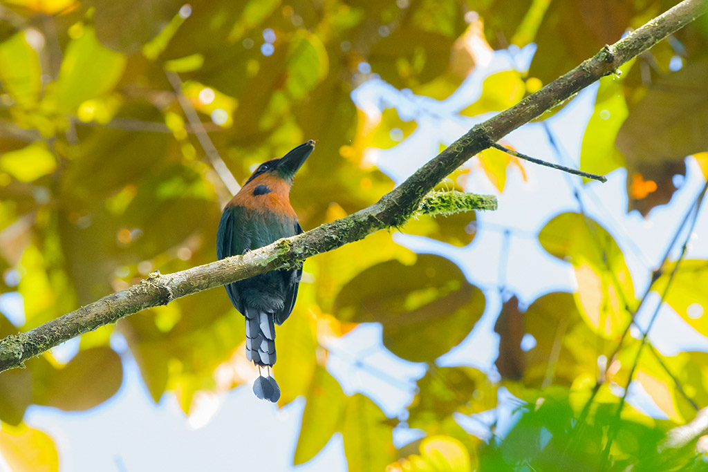 77-Motmot à bec large.jpg