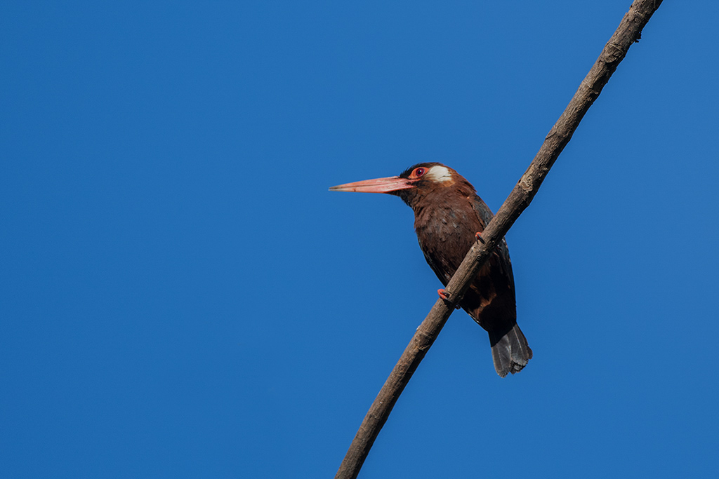 102-Jacamar oreillard.jpg
