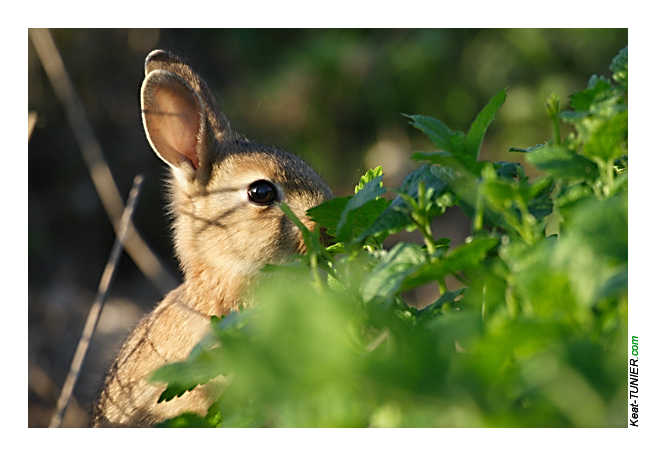 Lapin-03.jpg
