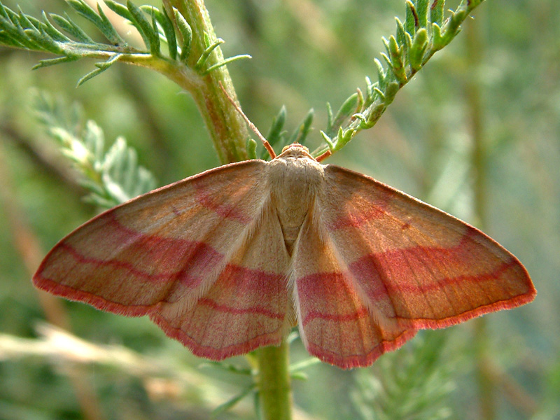 Papillon 1.jpg