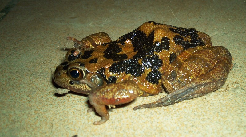 grenouille 1.jpg