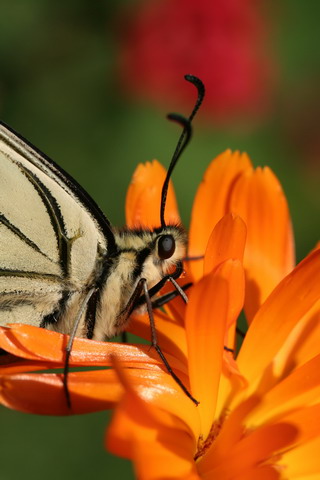 Copie deIMG_4589 bis.jpg