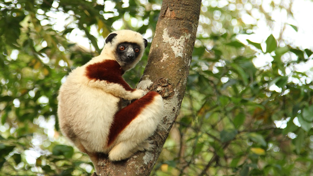 16 Sifaka.JPG