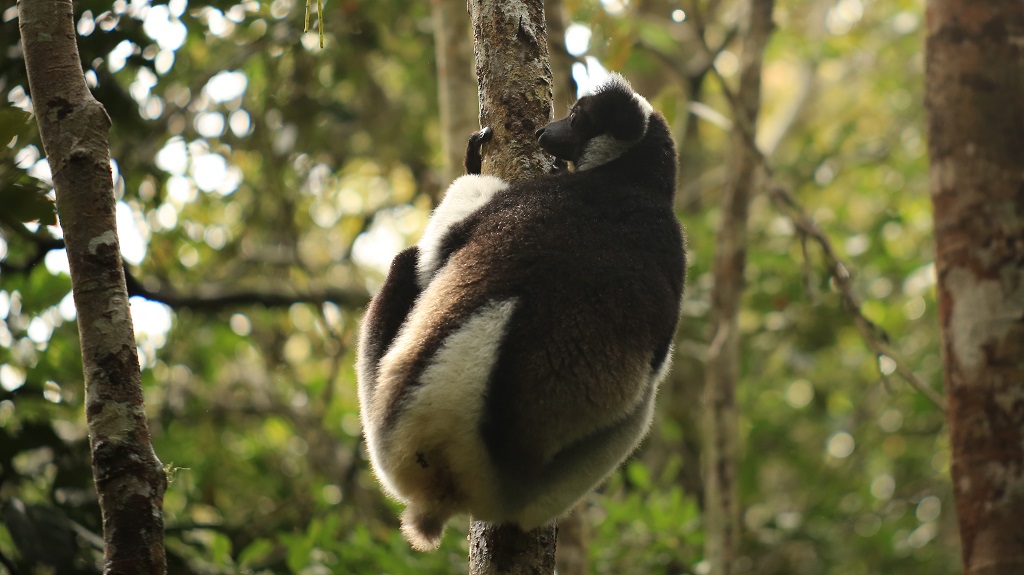 25 Indri.jpg