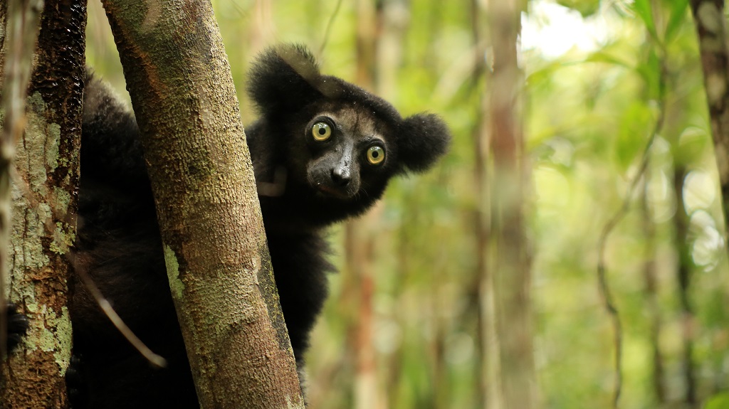 26 Indri.jpg
