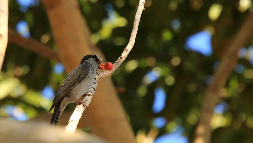 35 Bulbul de Madagascar.jpg
