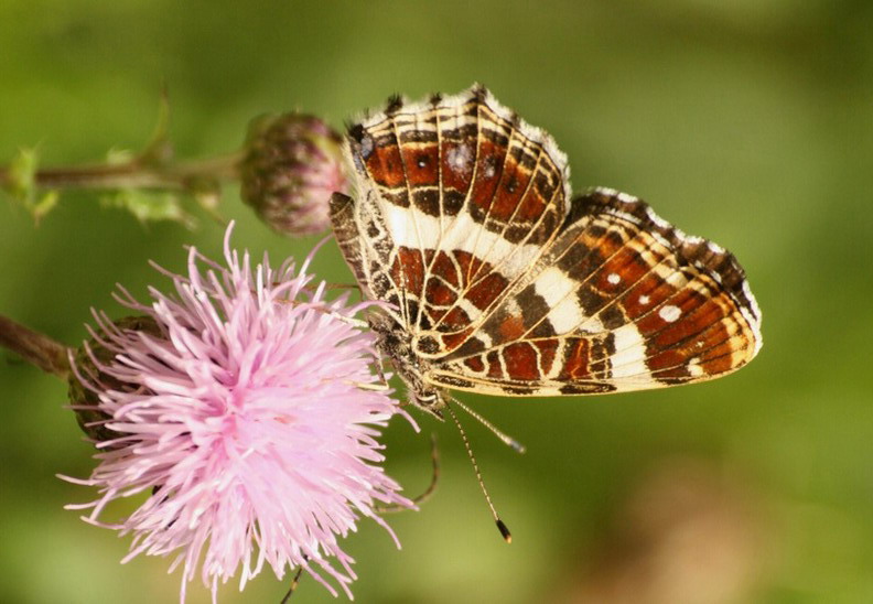Araschnia levana5.jpg