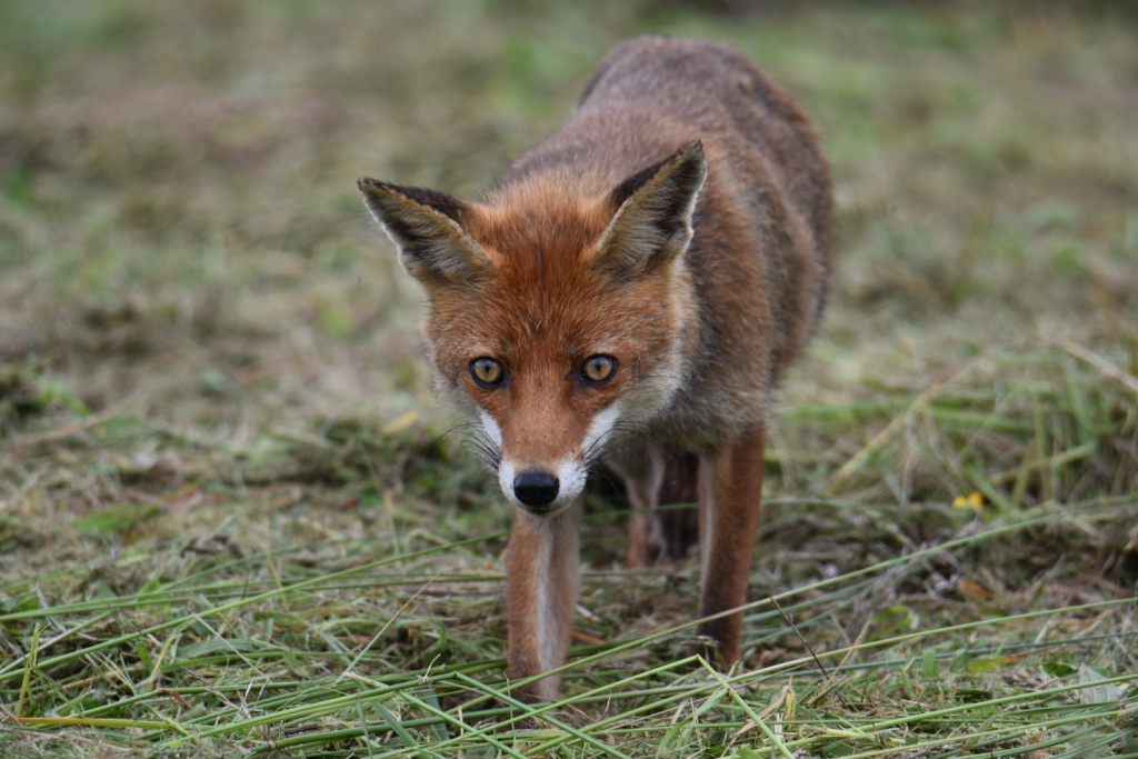 DSC_1398.JPG