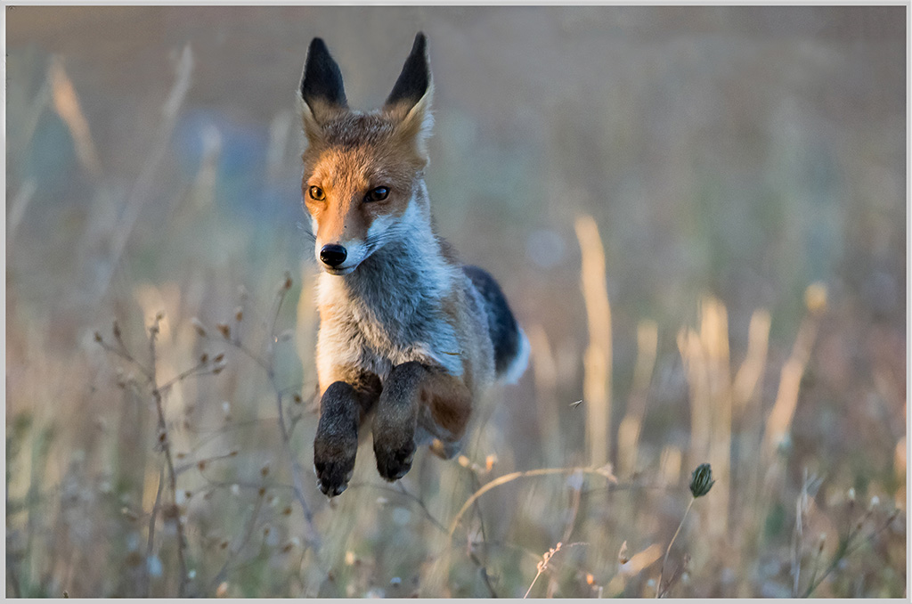 Renard-030-1024.jpg