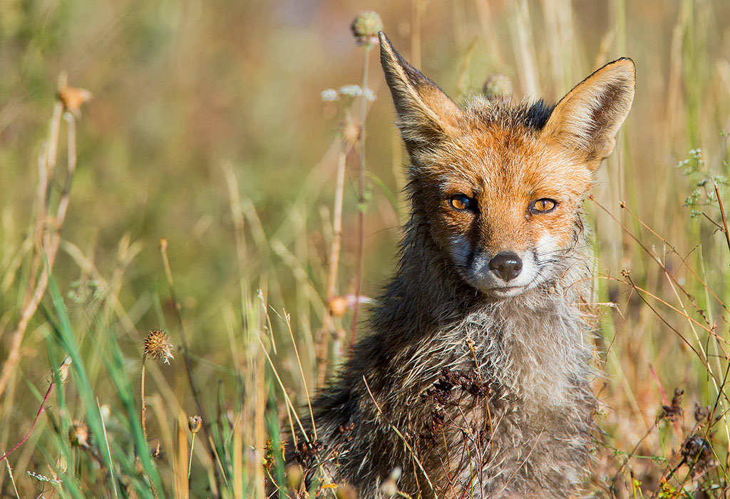 Renard-18-1024.jpg
