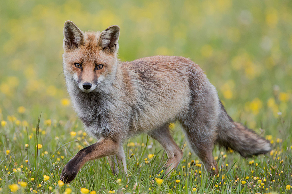 Renard-2-1024.jpg