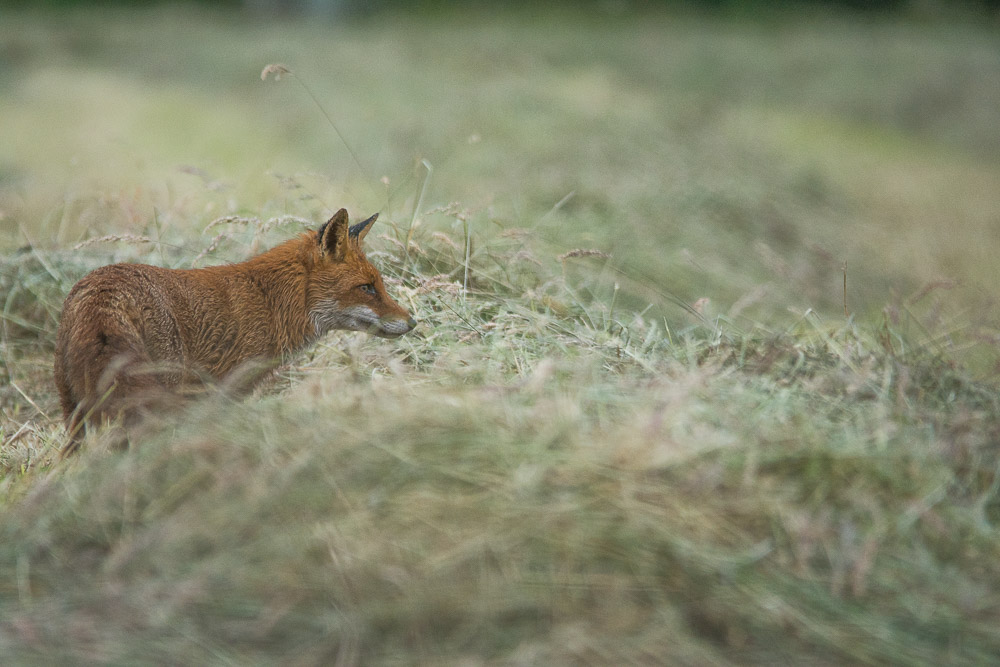 renard12 2017.jpg