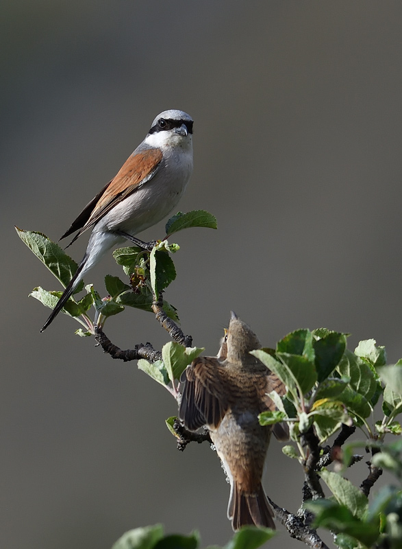 DS5_7130.jpg