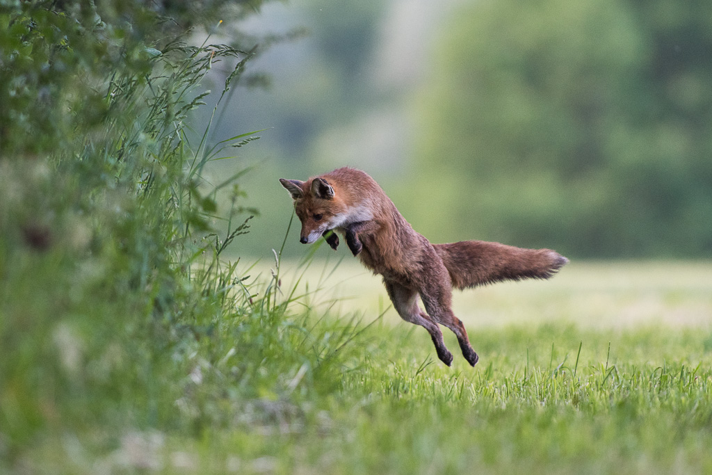 Renards_DSC1205.jpg