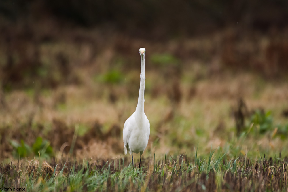 l aigrette et le mulot  12 2017.jpg