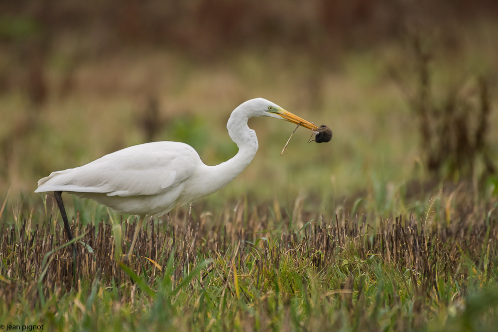 l aigrette et le mulot  12 2017-3.jpg
