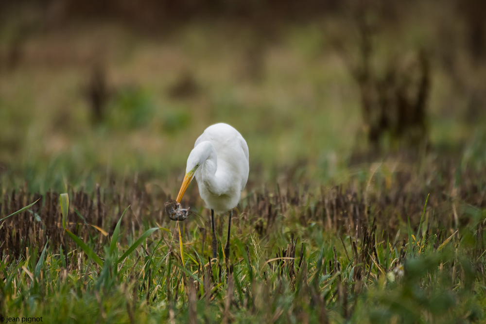 l aigrette et le mulot  12 2017-5.jpg