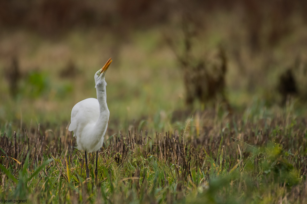 l aigrette et le mulot  12 2017-6.jpg