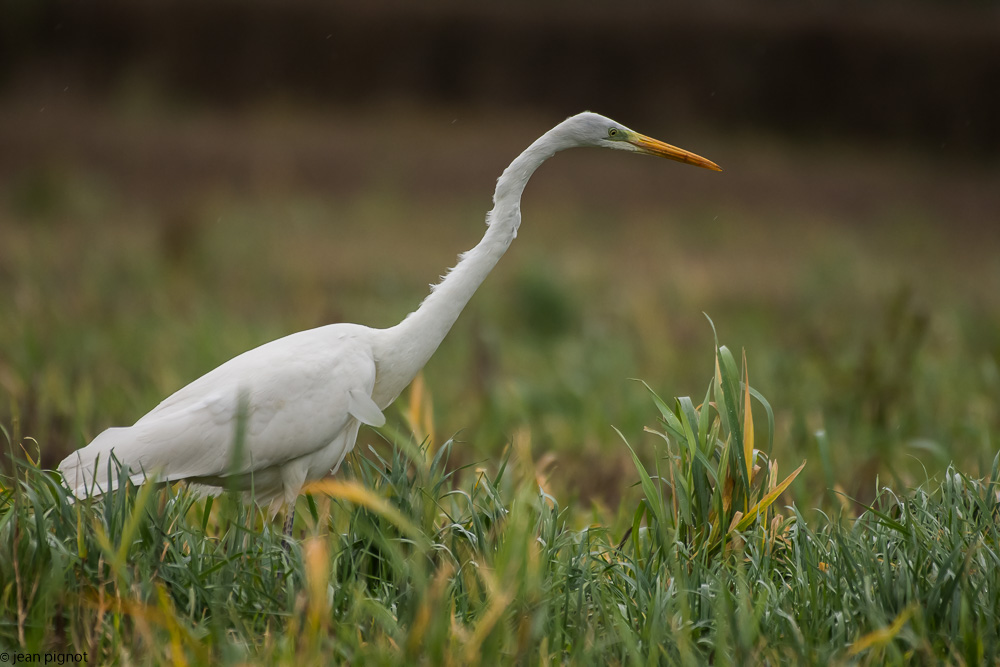 l aigrette et le mulot 12 2017-2.jpg
