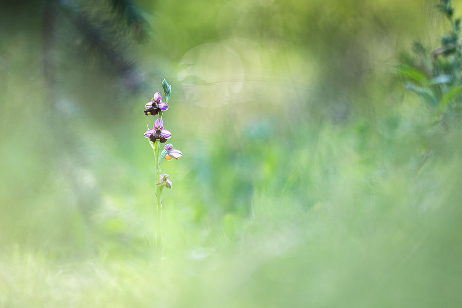 2017Ophrys fuciflora#4INretro.jpg