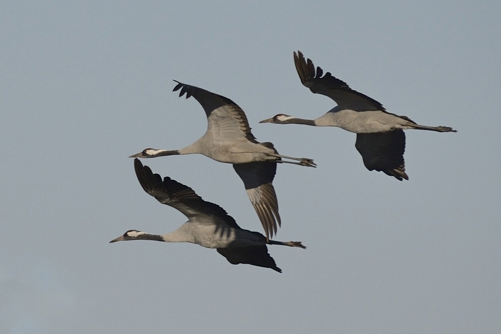 GRUES_578_0103.jpg
