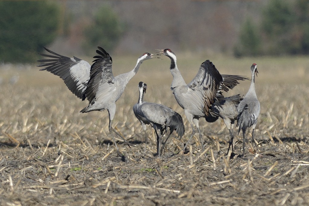 GRUES_582_0847.jpg