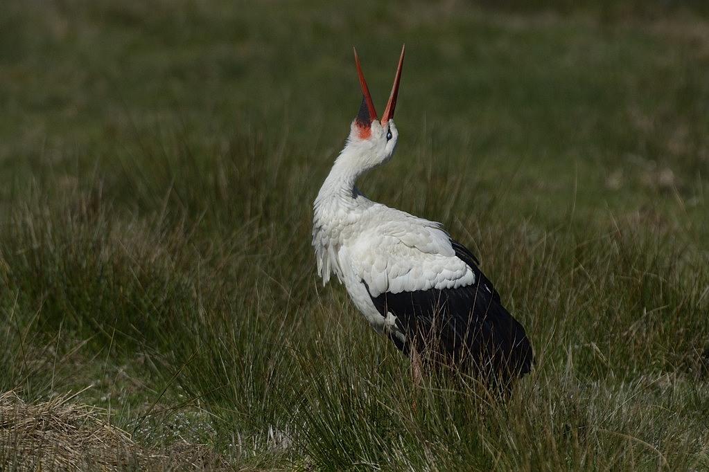 CIGOGNE_589_1303.jpg