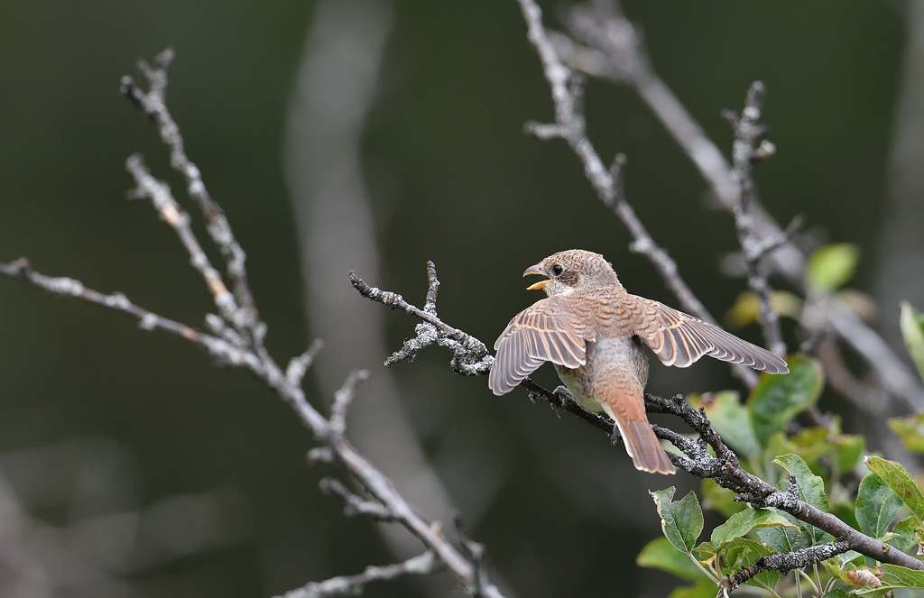 DS5_8105.jpg