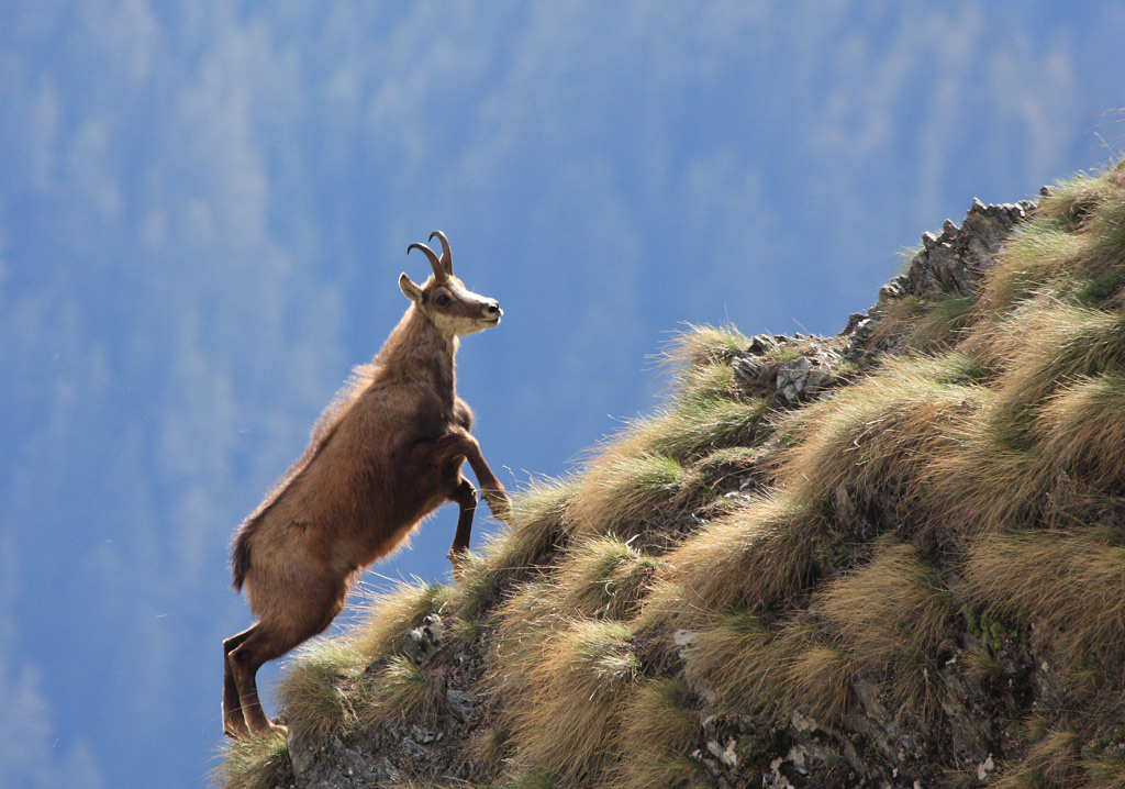 bouc-22.05,1.jpg