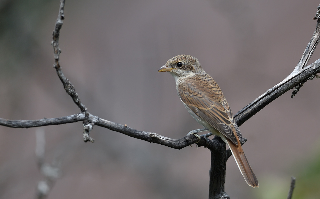 DS5_7983.jpg