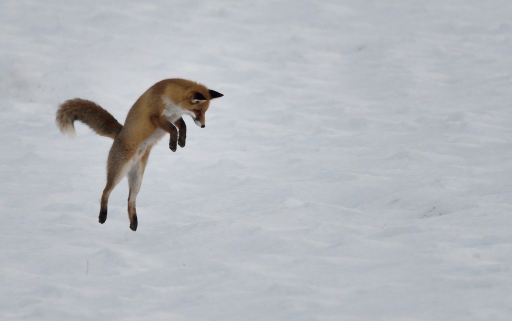 DSC_3581---.jpg
