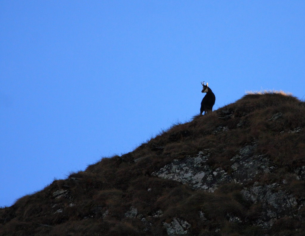 bouc-13.11.jpg
