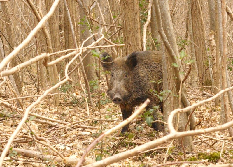 Sanglier Chaumasson 1 [RÃ©solution de l'Ã©cran].jpg