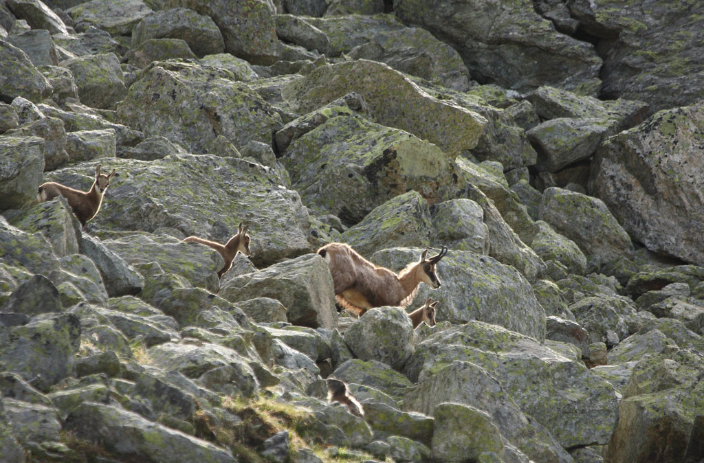 chèvre-et-cabris-20.06.jpg