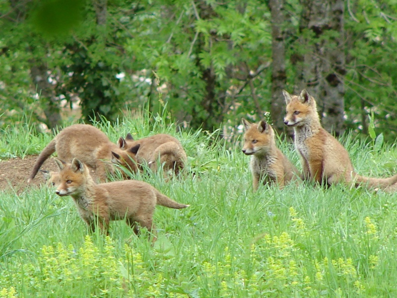 6 renards.jpg