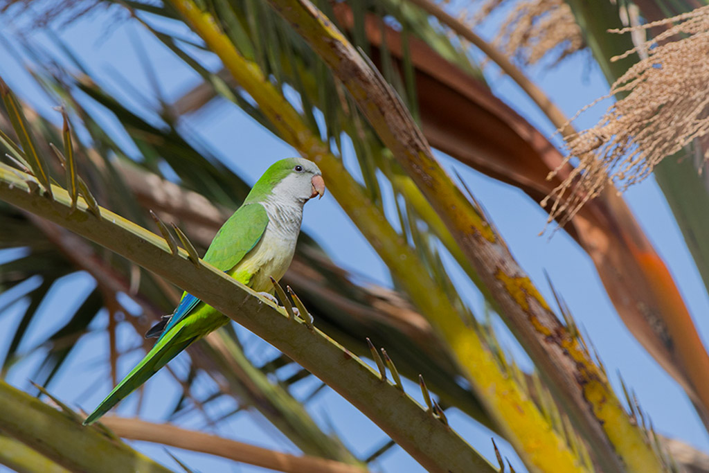 56-Conure veuve.jpg