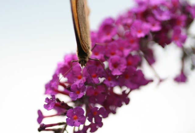 papillon1.jpg