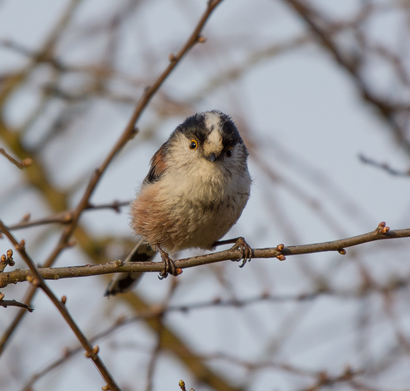 Mésange à longue queue.jpg