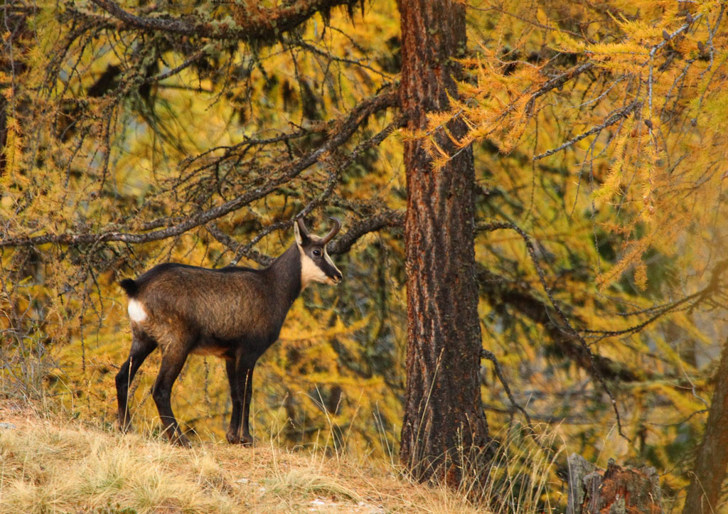 bouc-24.10.jpg
