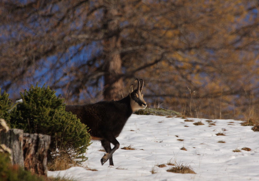 bouc-03.11.jpg