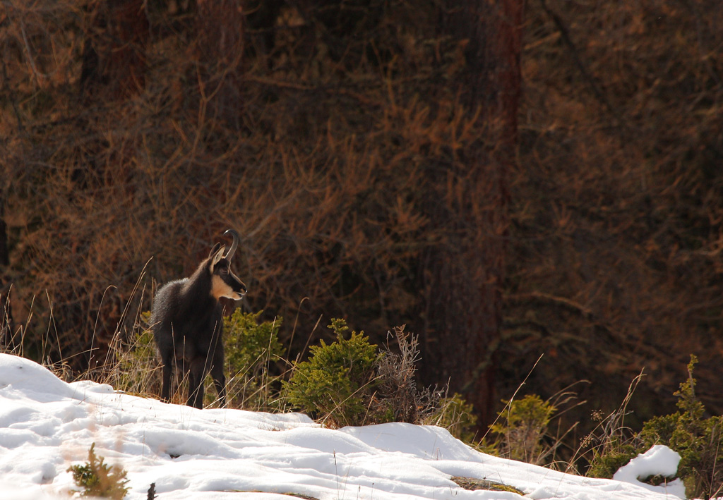 bouc-13.11.jpg