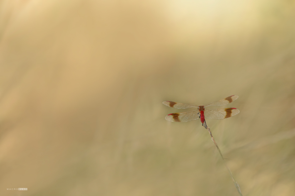 DSC_0047 a2.jpg
