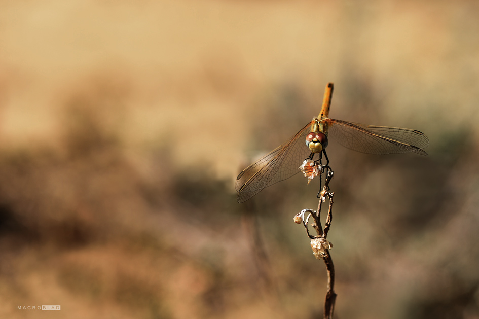 DSC_0196 a a b 3.jpg