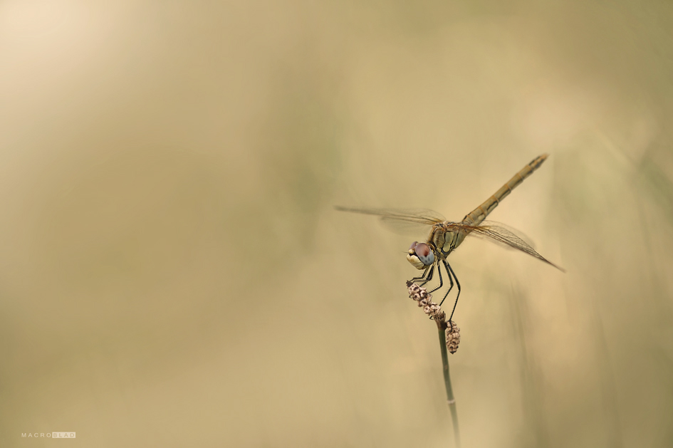 DSC_0054 a 1.jpg