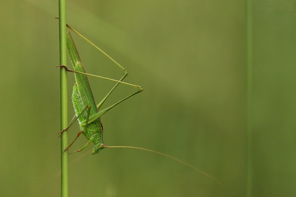 1 IMG_7073X Phaneroptera falcata2.JPG