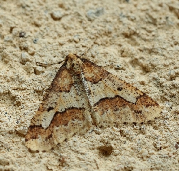 11 IMG_6843X2.jpg